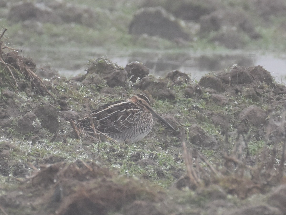 Agachadiza de Wilson - ML646936997