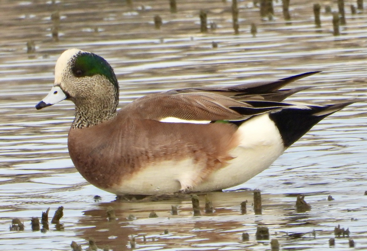 葡萄胸鴨 - ML646936998