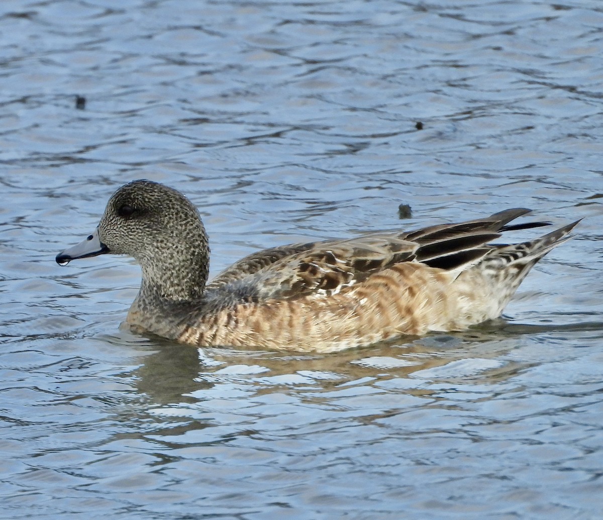 葡萄胸鴨 - ML646936999