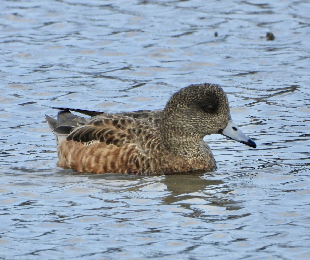 葡萄胸鴨 - ML646937000