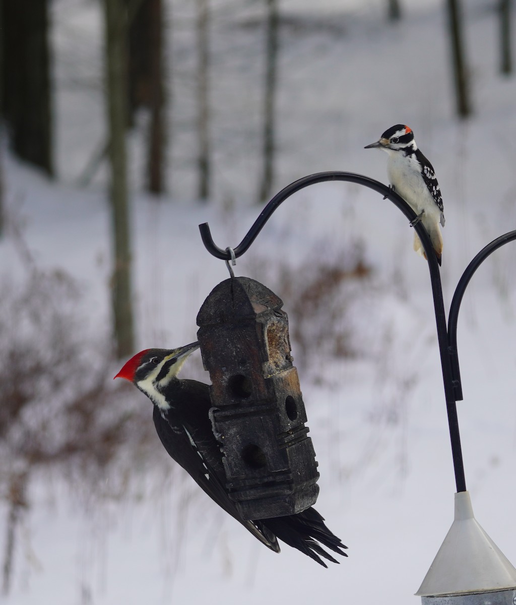 Hairy Woodpecker - ML646937001