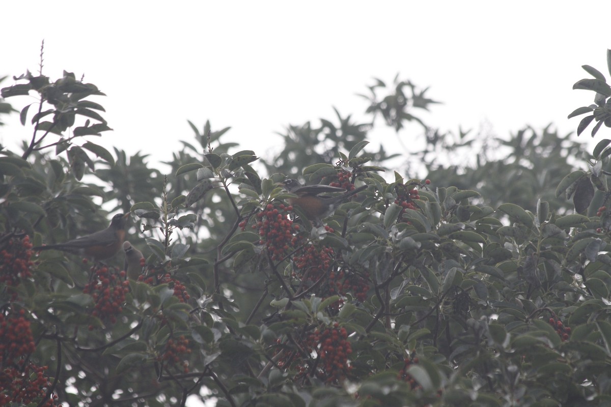 American Robin - ML646937005