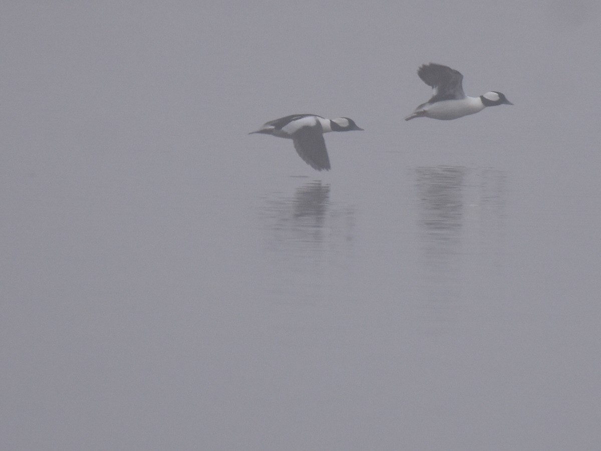 Porrón Albeola - ML646937010