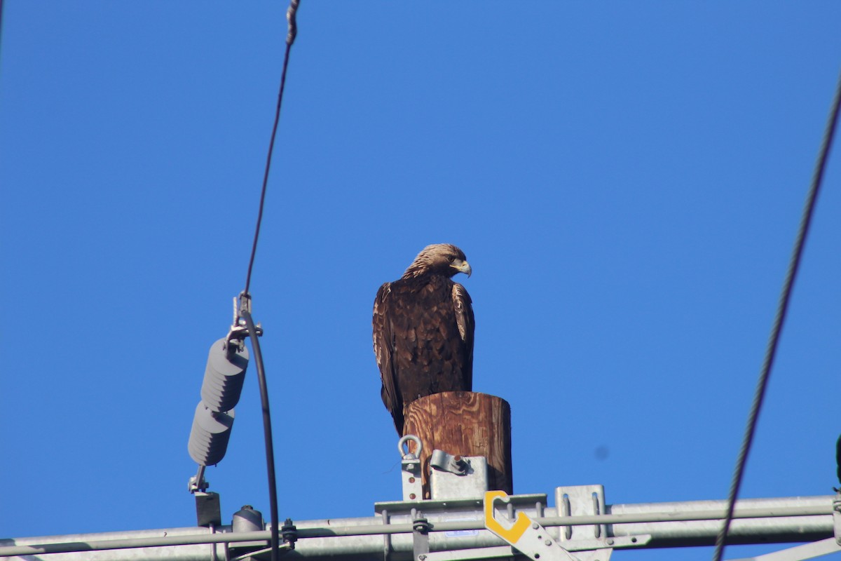 orel skalní - ML646937011