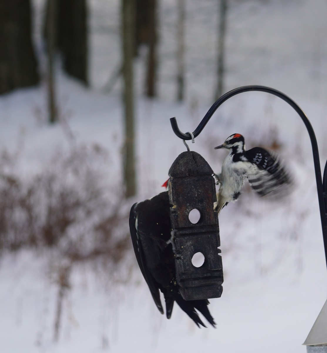 Hairy Woodpecker - ML646937012