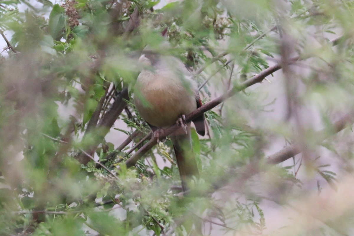 Cardinal pyrrhuloxia - ML646937014
