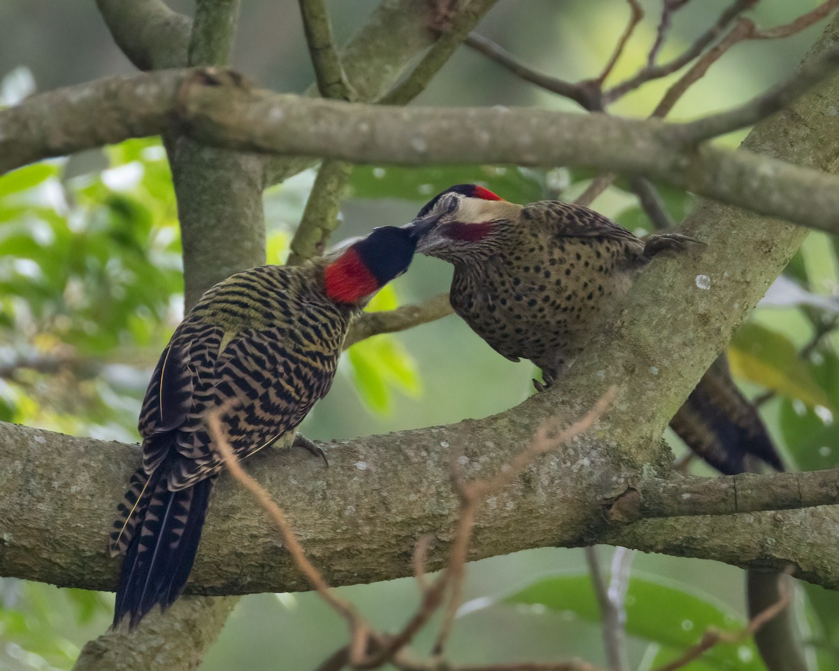 Green-barred Woodpecker - ML646937017