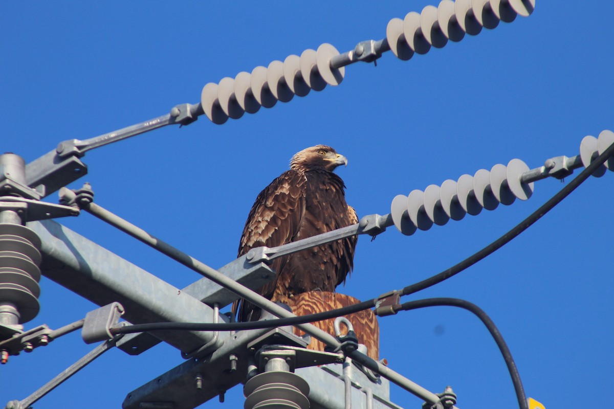 orel skalní - ML646937025