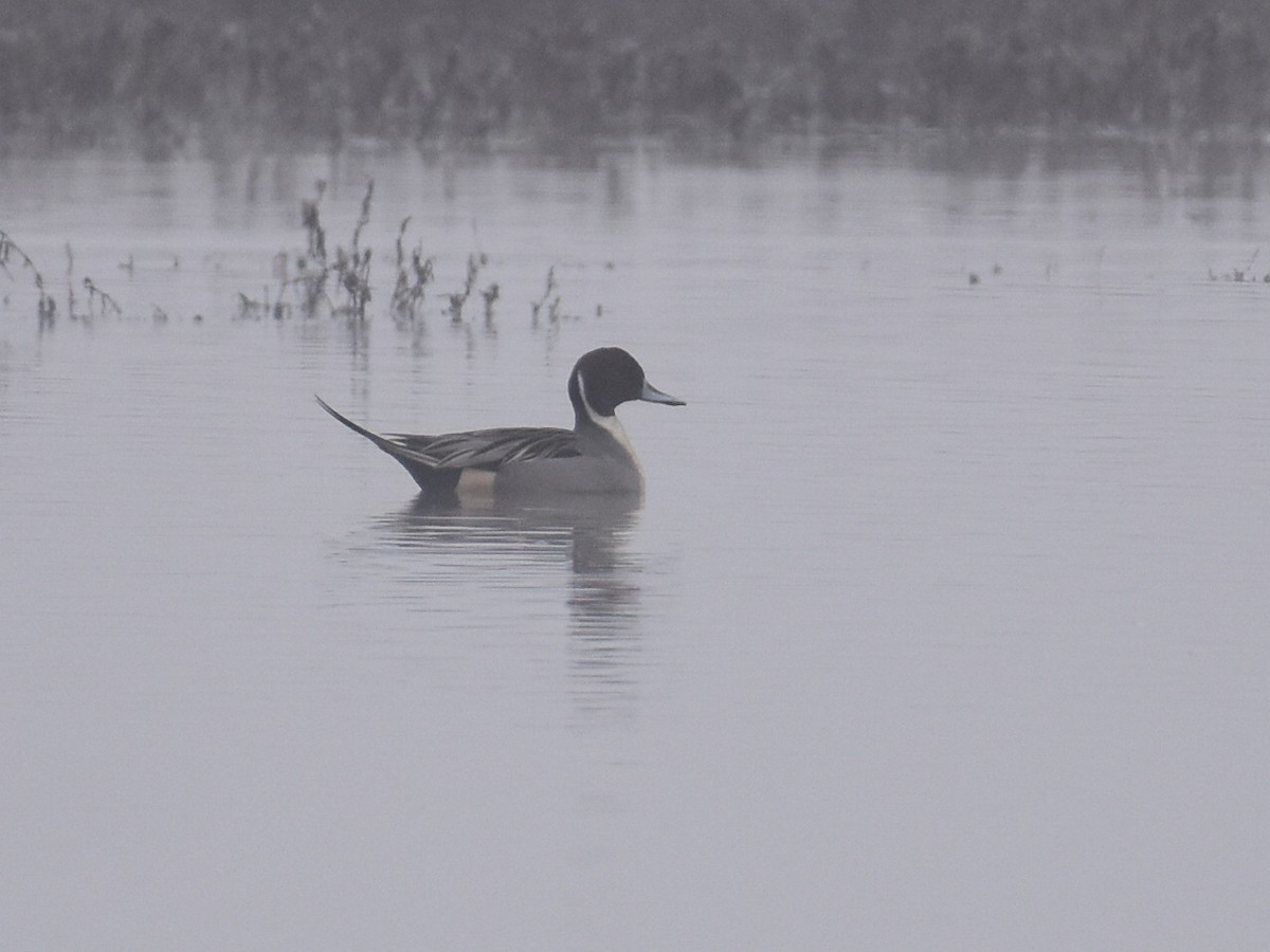 Ánade Rabudo - ML646937027