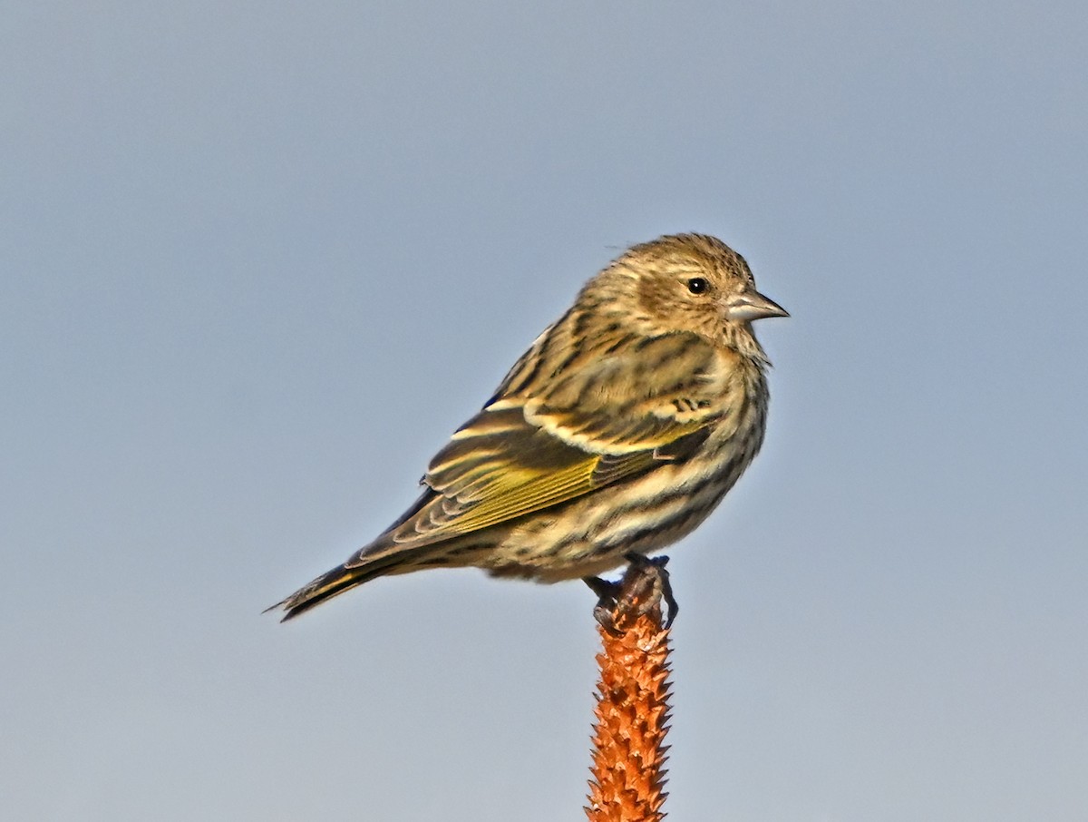 Pine Siskin - ML646937028