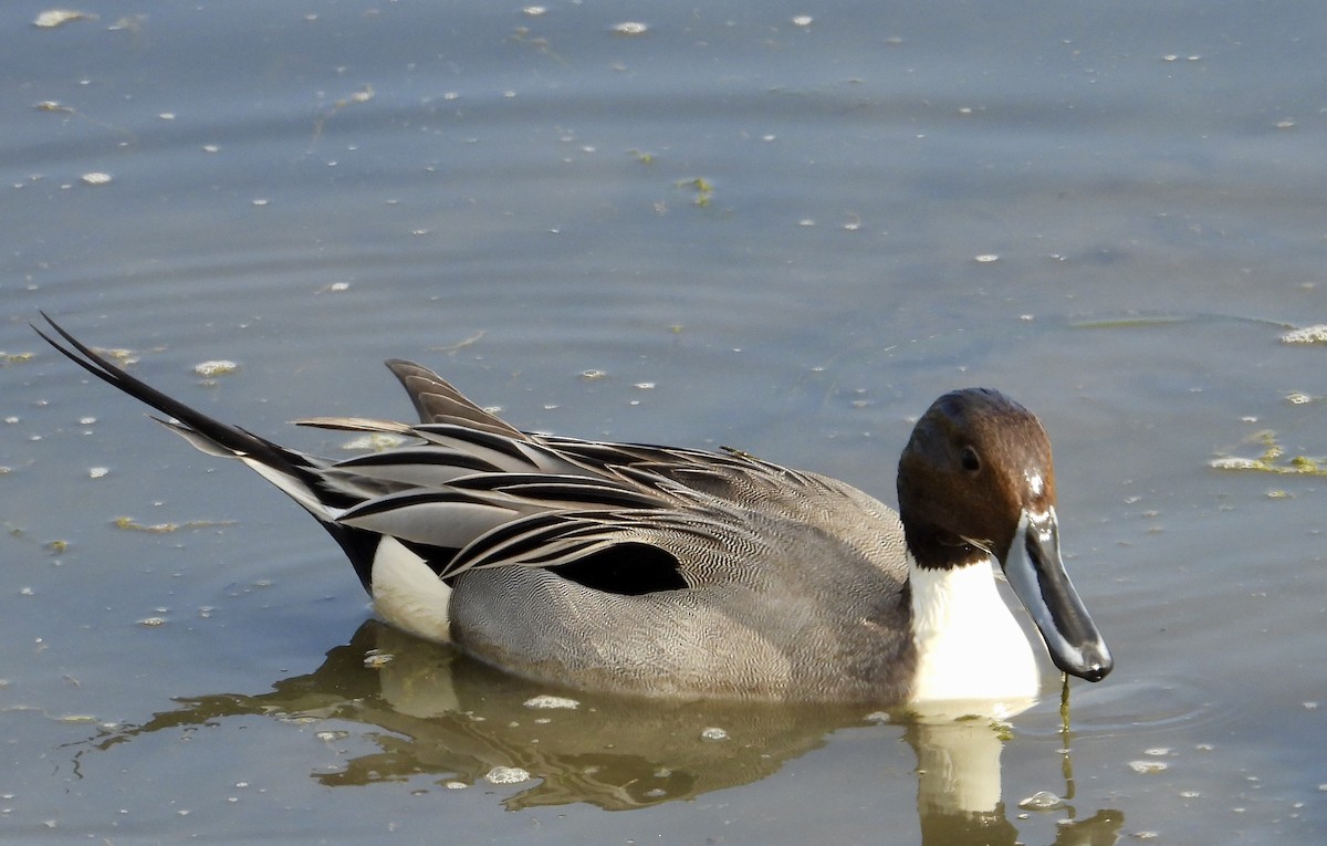 尖尾鴨 - ML646937036