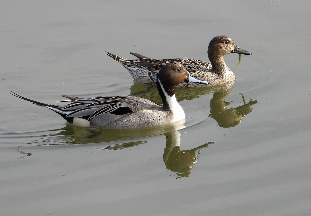 尖尾鴨 - ML646937037