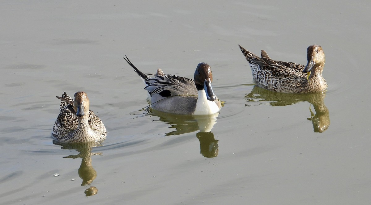 尖尾鴨 - ML646937038