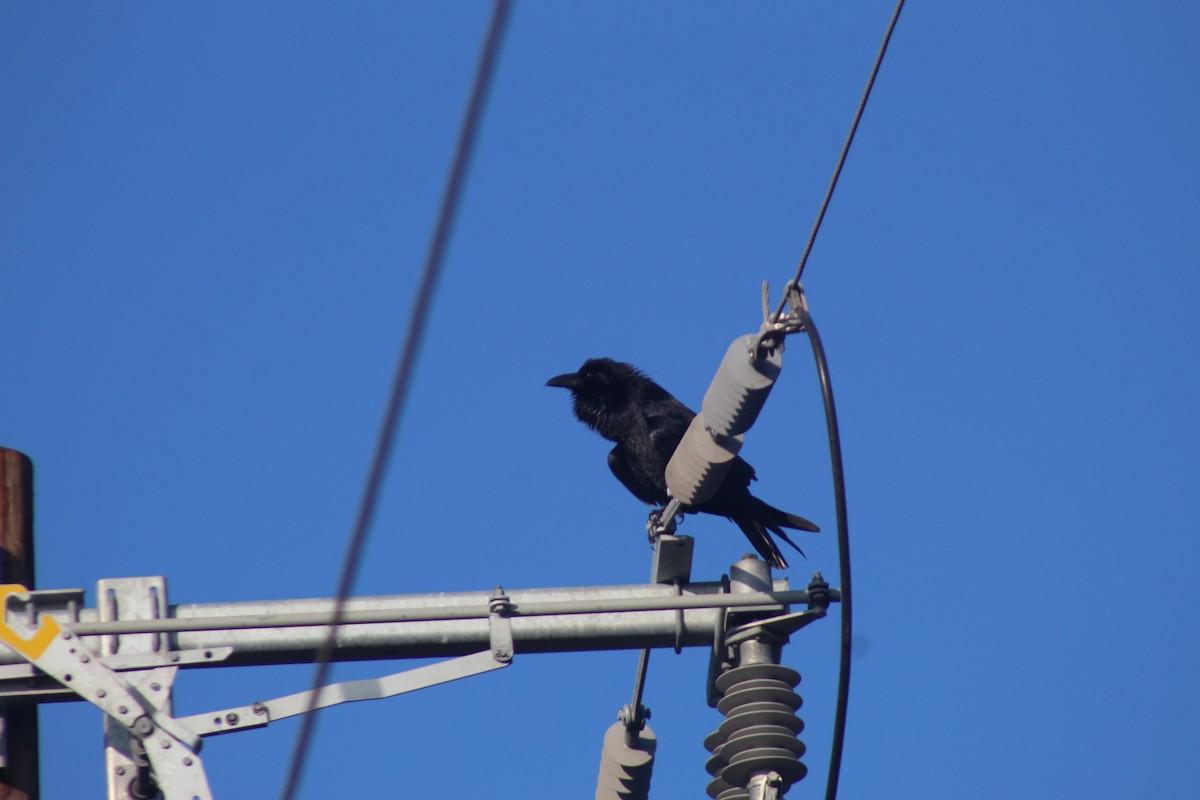 Erroi handia - ML646937039