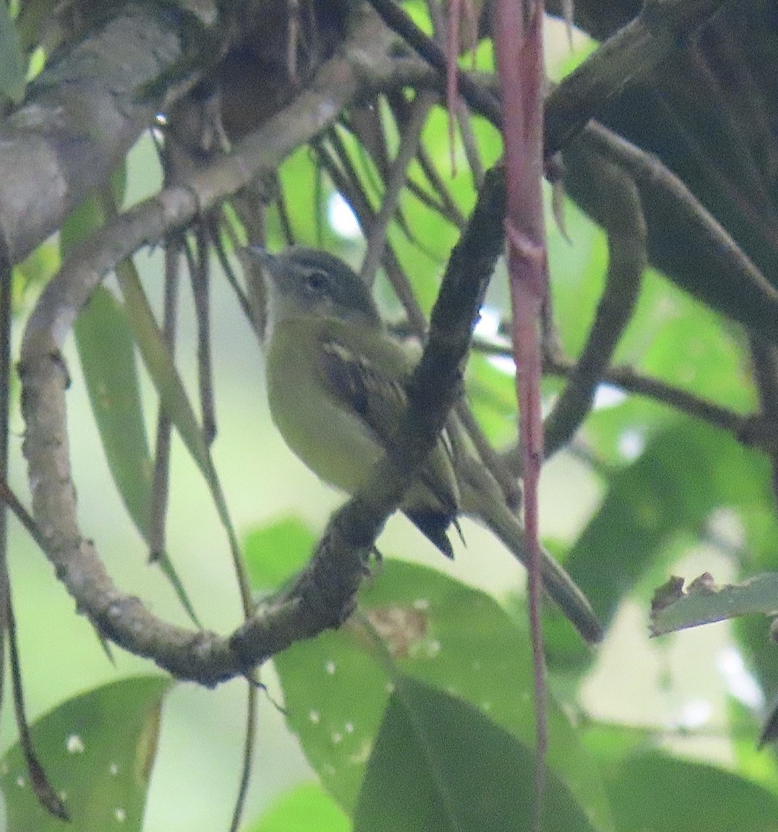 Yellow-olive Flatbill - ML646937043