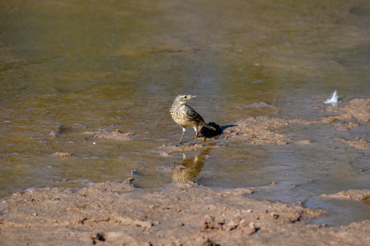 American Pipit - ML646937044