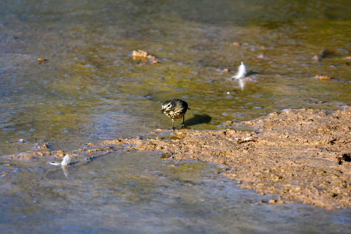 American Pipit - ML646937045