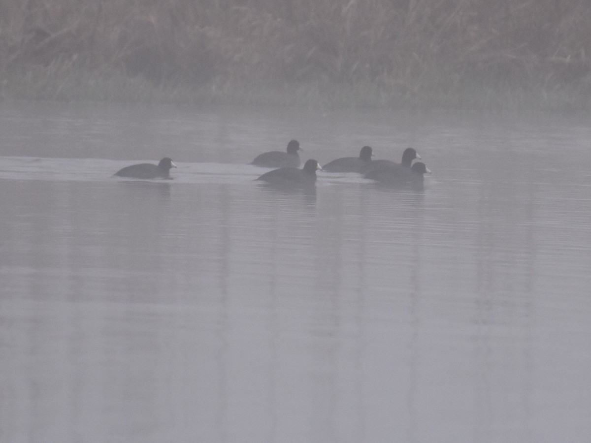 Focha Americana - ML646937047