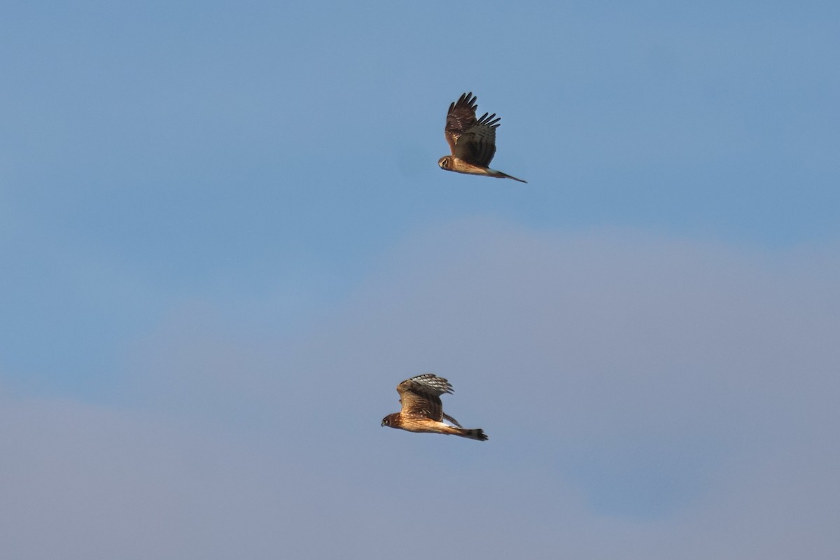 Northern Harrier - ML646937048
