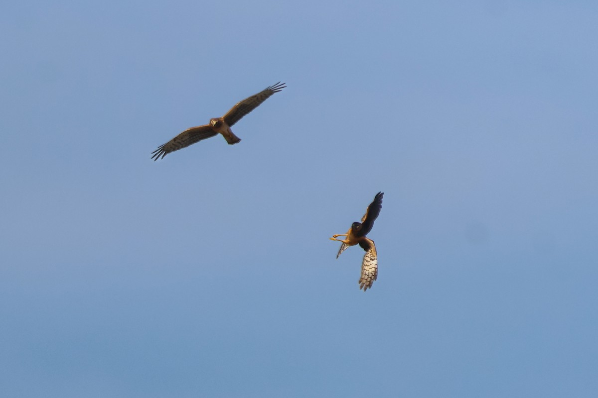 Northern Harrier - ML646937049