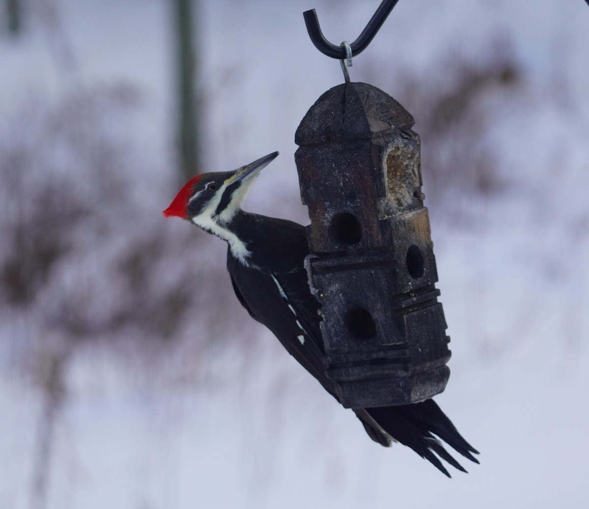 Pileated Woodpecker - ML646937050