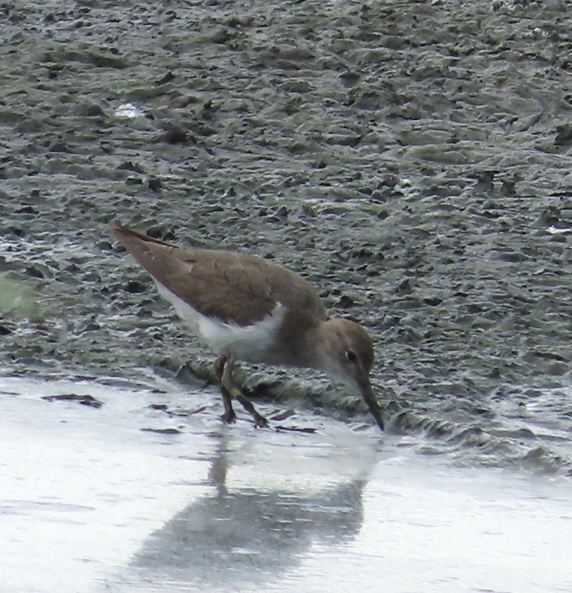 Spotted Sandpiper - ML646937051