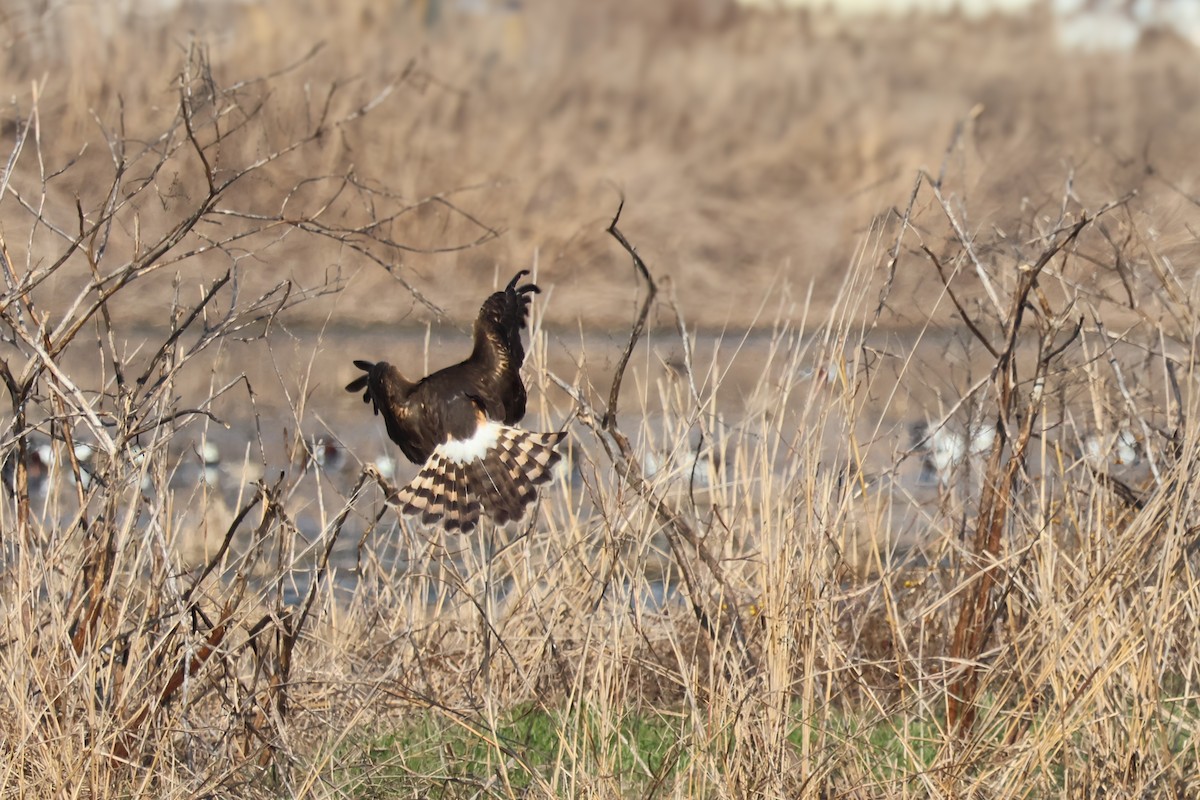 Northern Harrier - ML646937053
