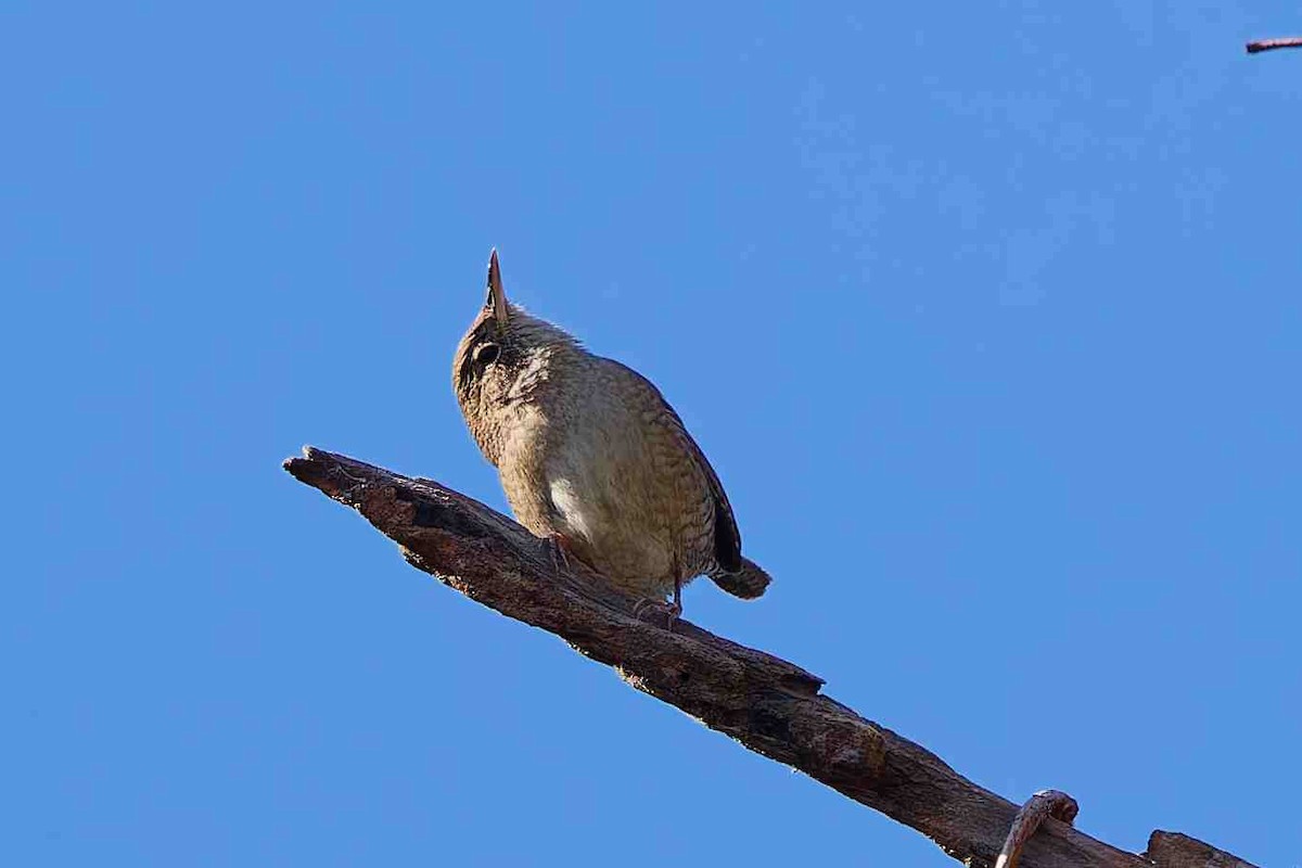 Northern House Wren - ML646937066
