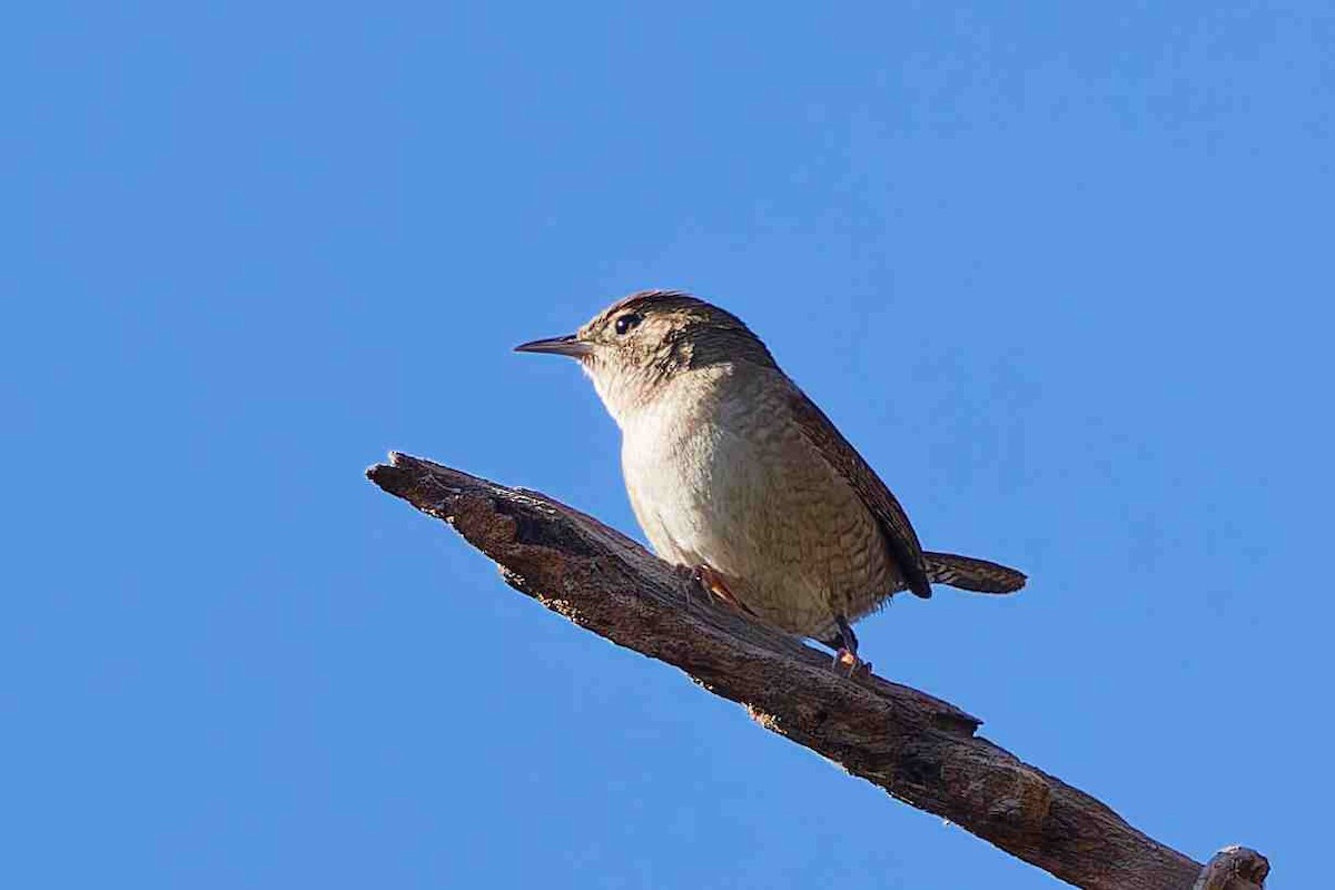 Northern House Wren - ML646937067