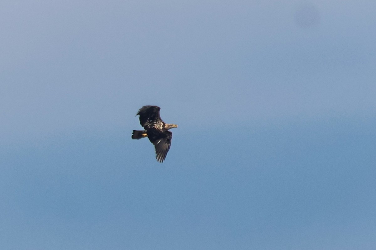 Bald Eagle - ML646937068