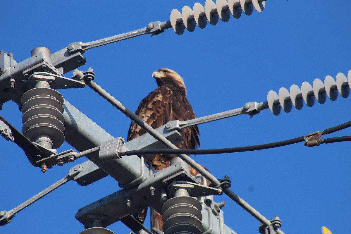 orel skalní - ML646937077