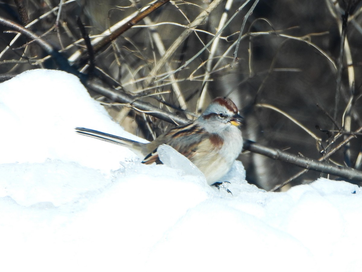 American Tree Sparrow - ML646937079