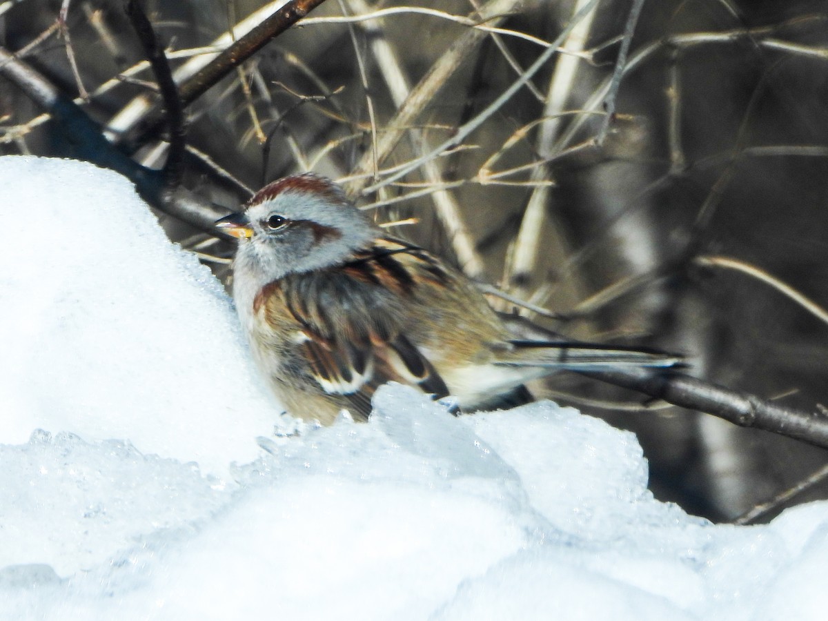 American Tree Sparrow - ML646937080