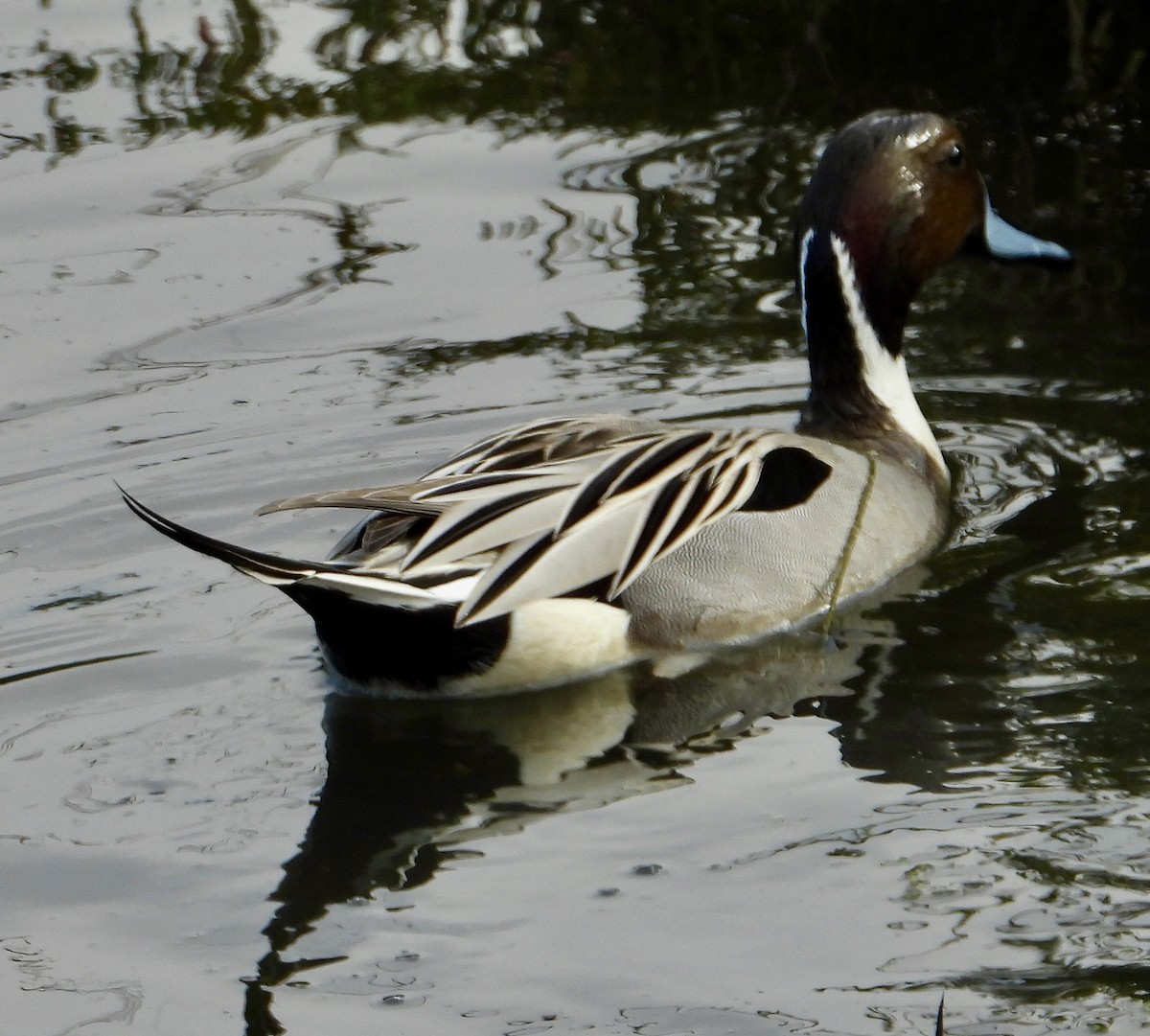 尖尾鴨 - ML646937082