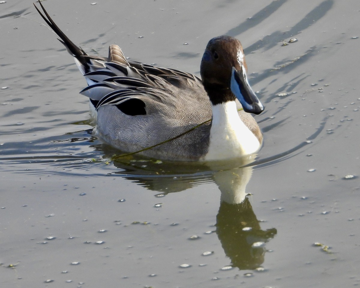 ostralka štíhlá - ML646937083