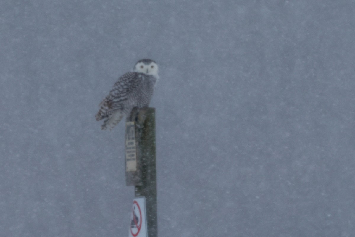 sovice sněžní - ML646937084