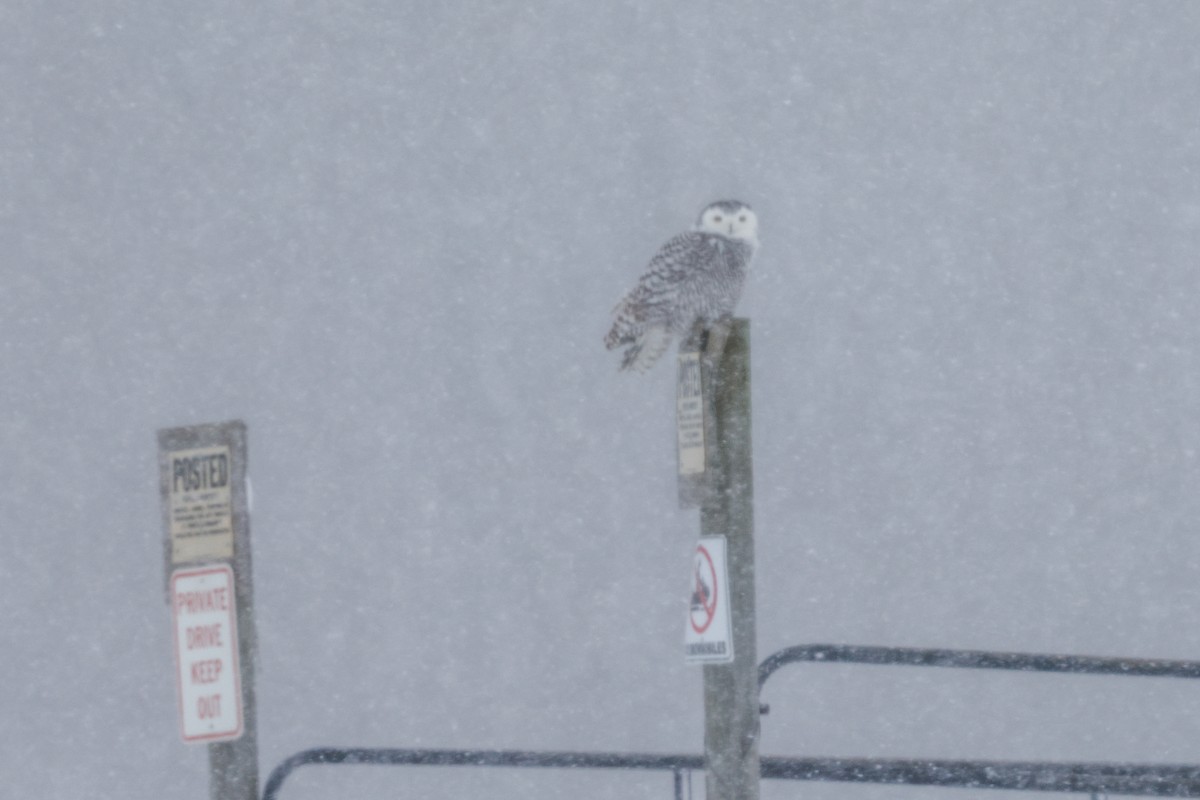 sovice sněžní - ML646937085