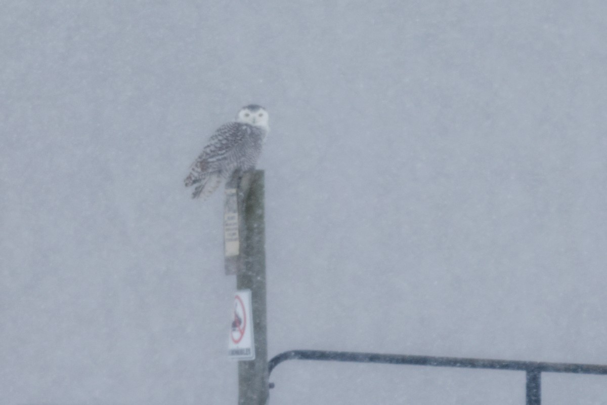 sovice sněžní - ML646937086