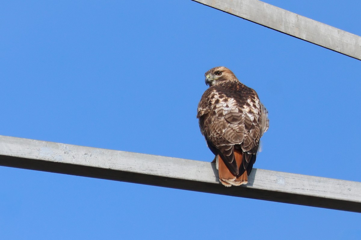 káně rudochvostá - ML646937089