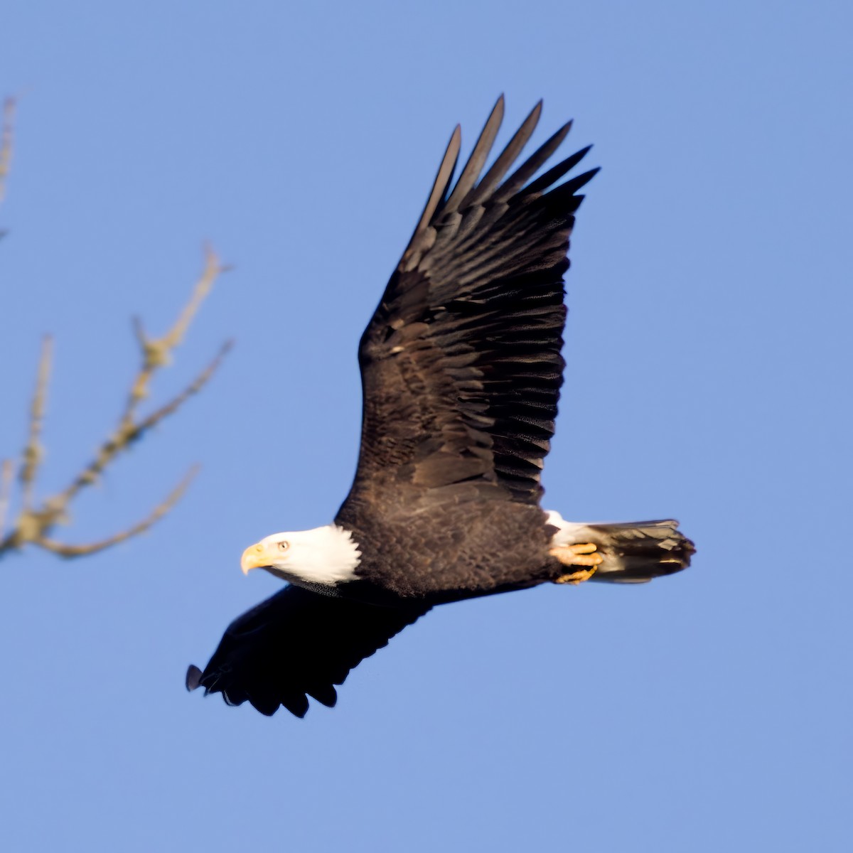 orel bělohlavý - ML646937092