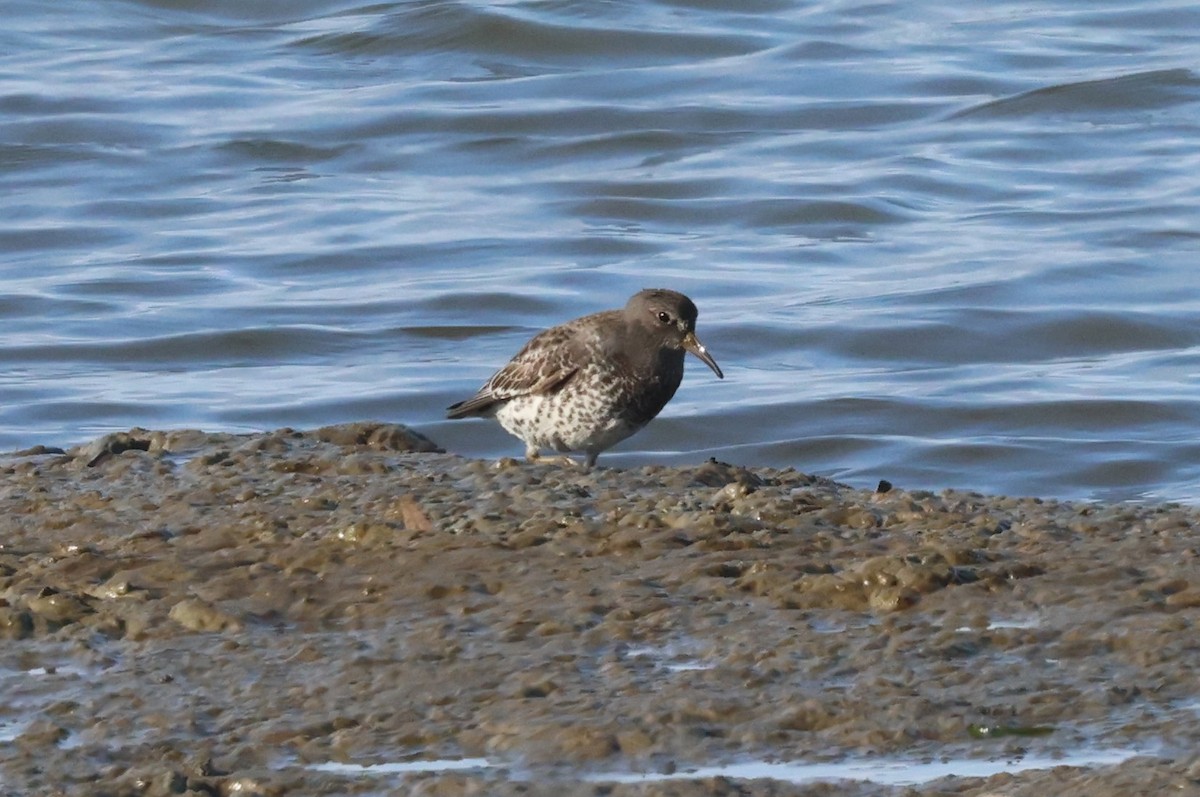 Bécasseau des Aléoutiennes - ML646937093