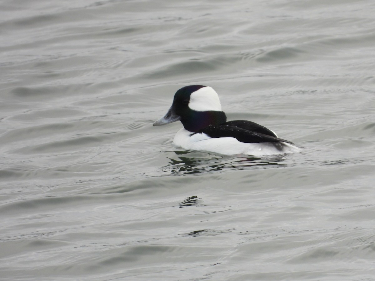 hohol bělavý - ML646937094