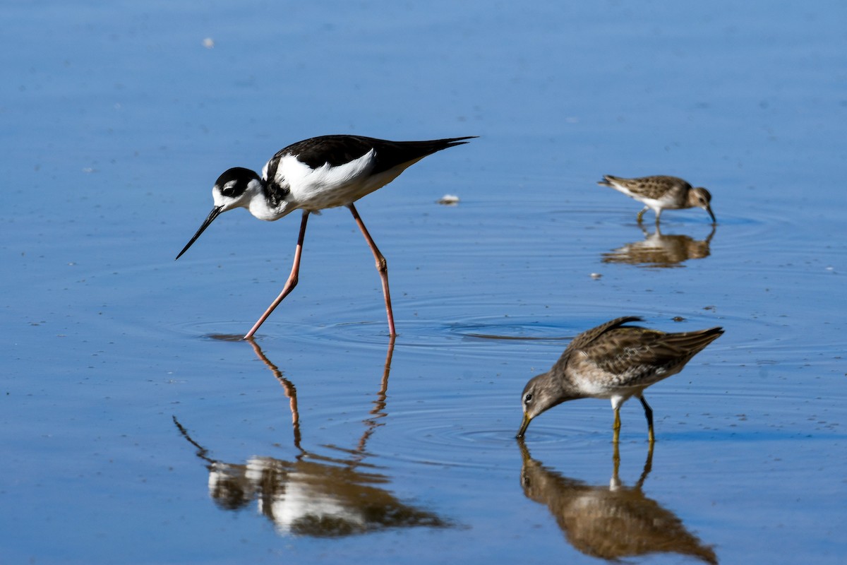 pisila černokrká - ML646937096