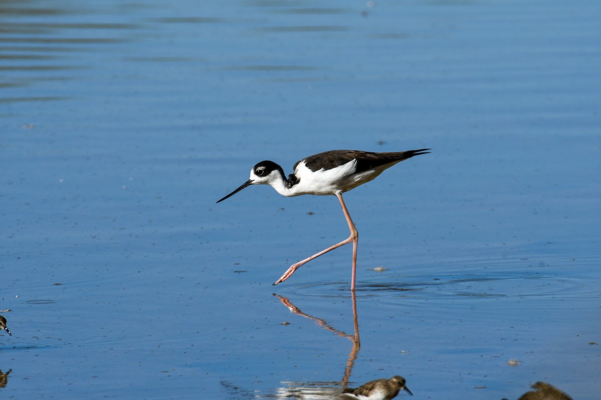 pisila černokrká - ML646937097