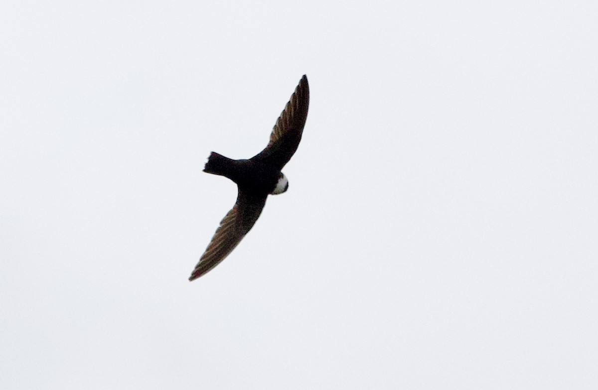 rorýs bělokrký - ML646937099