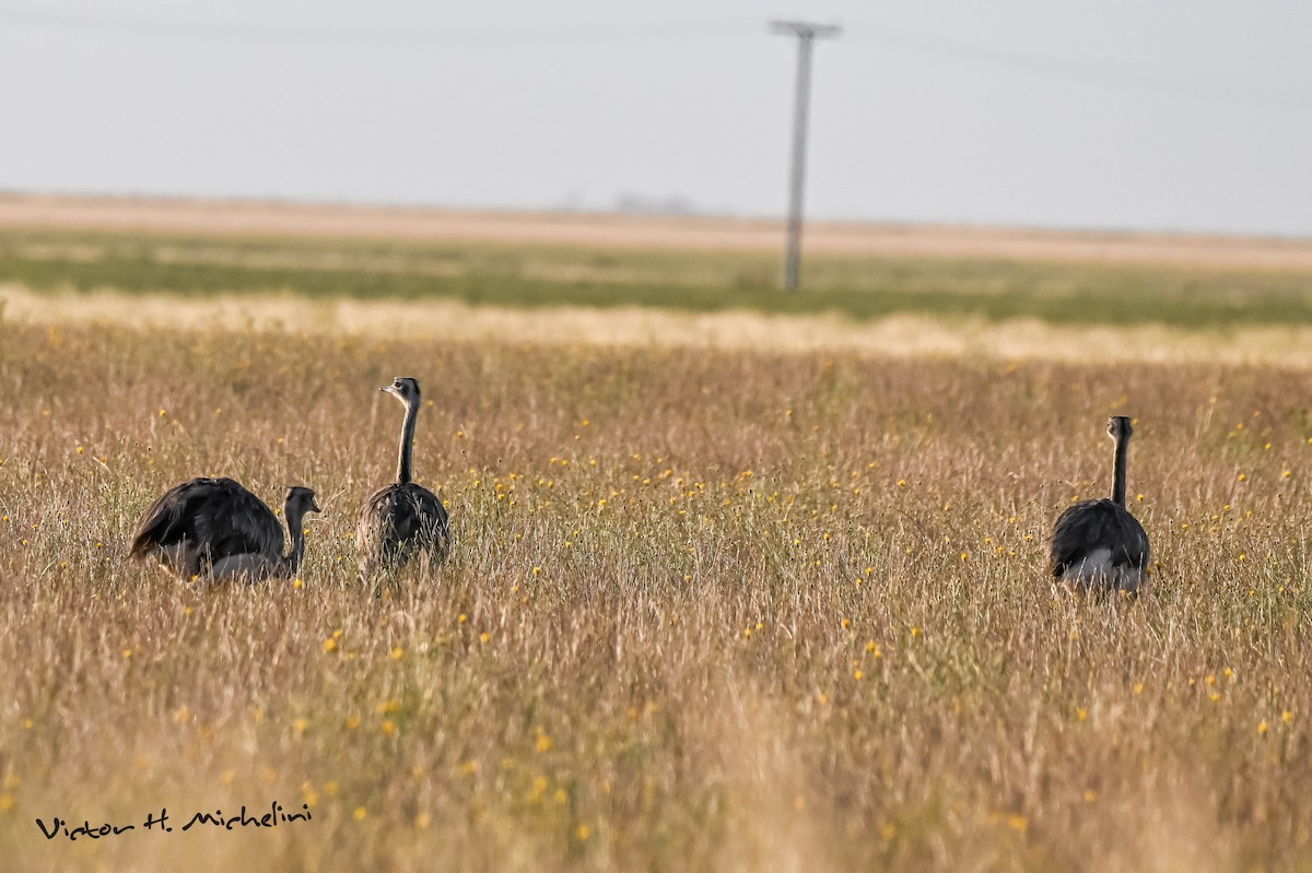 nandu pampový - ML646937100