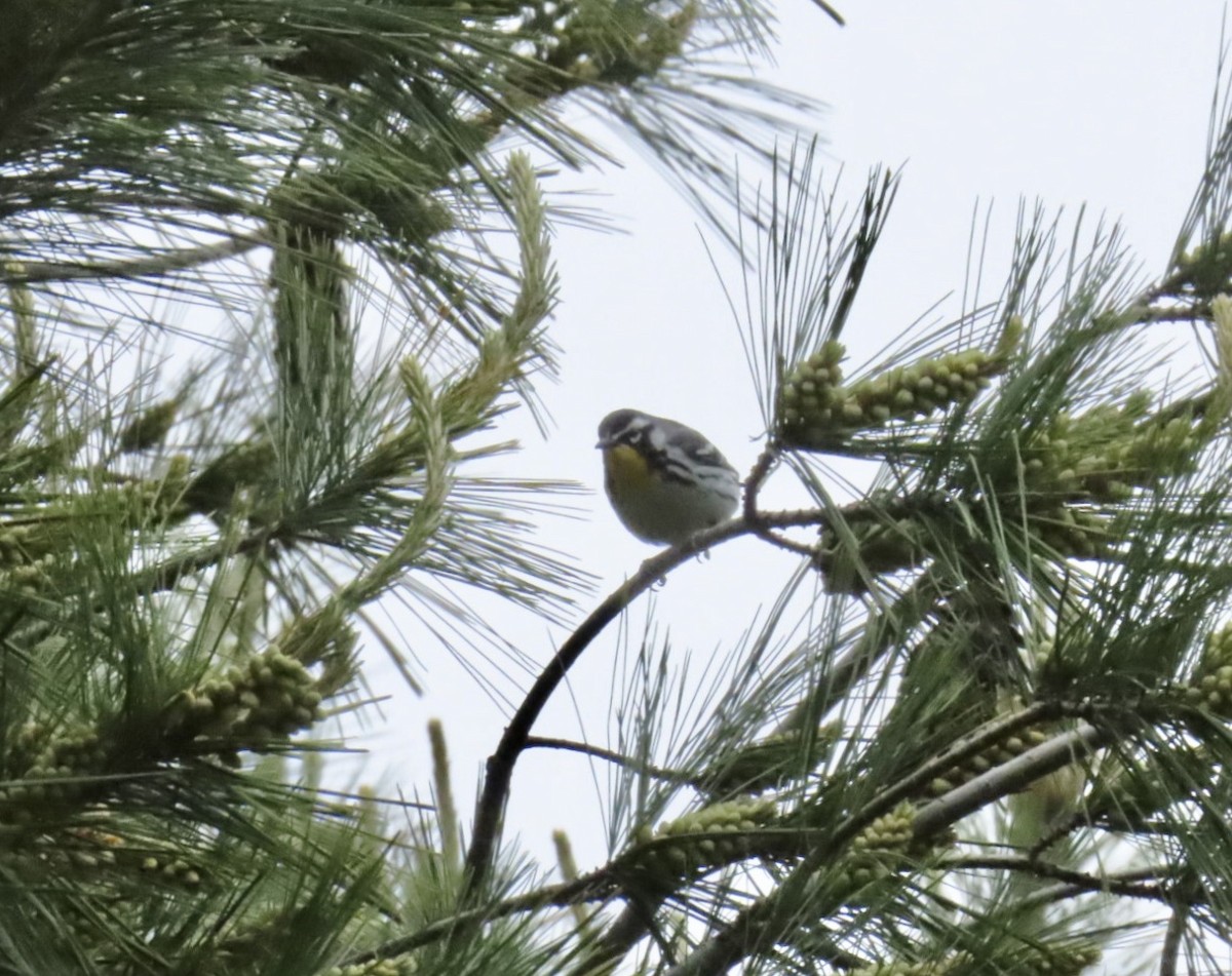 lesňáček zlatohrdlý - ML646937101