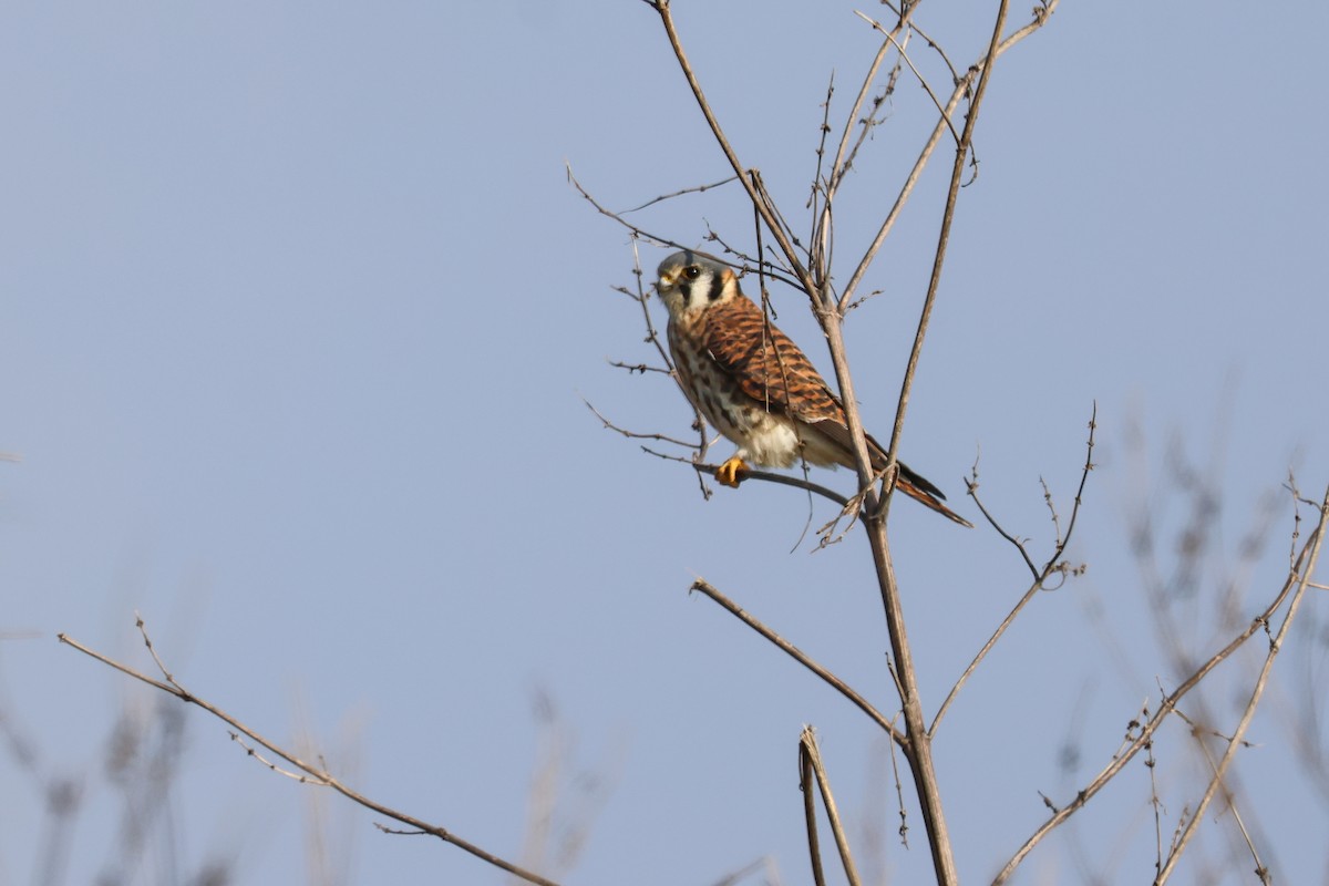 poštolka pestrá - ML646937104