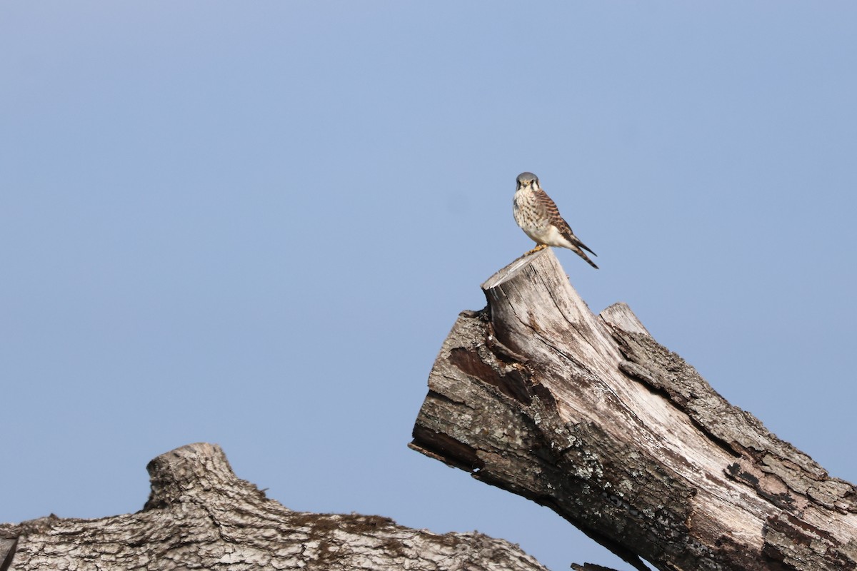 poštolka pestrá - ML646937105