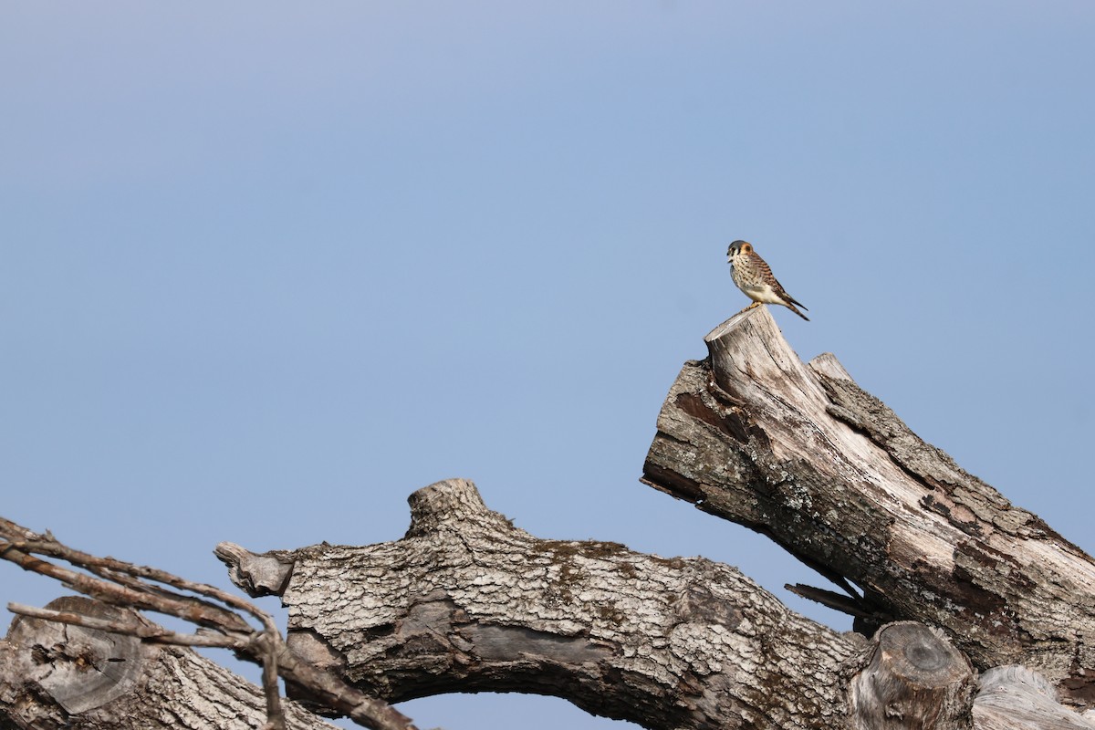 poštolka pestrá - ML646937106